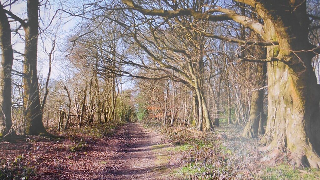 Op 19 maart is er een Sterrenbos en Aalshorst wandeling
